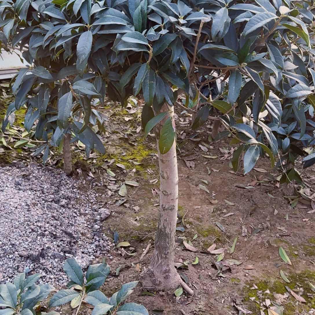 门*人桂花。八月桂系列