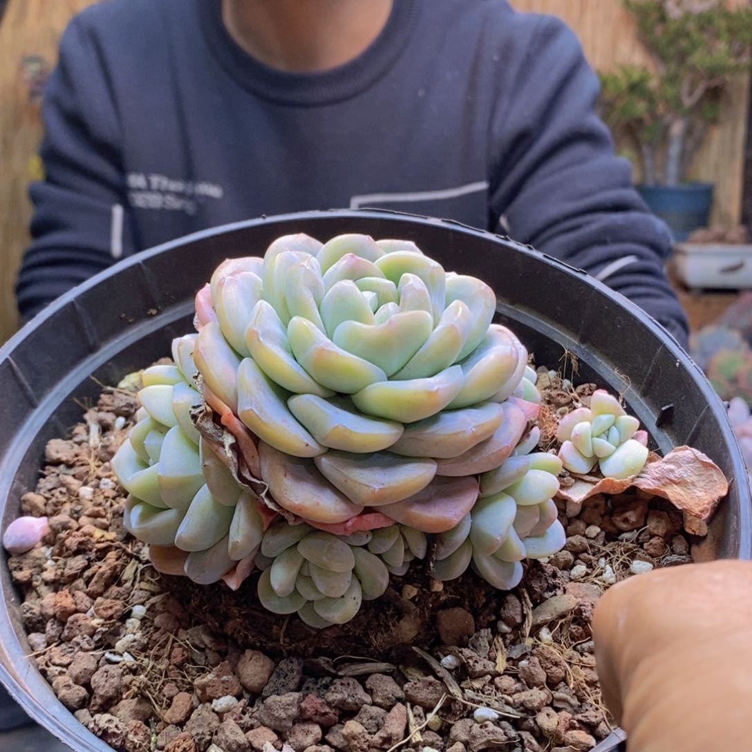 卟****晶A130号冰玉手捧