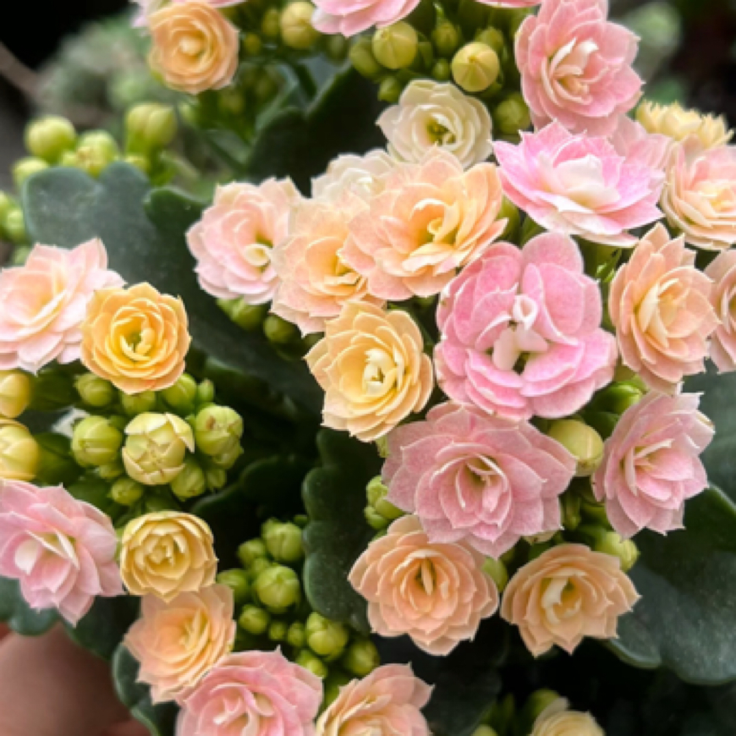 （110盆奶油睡莲) 重瓣长寿花 稀有品种 基地直发