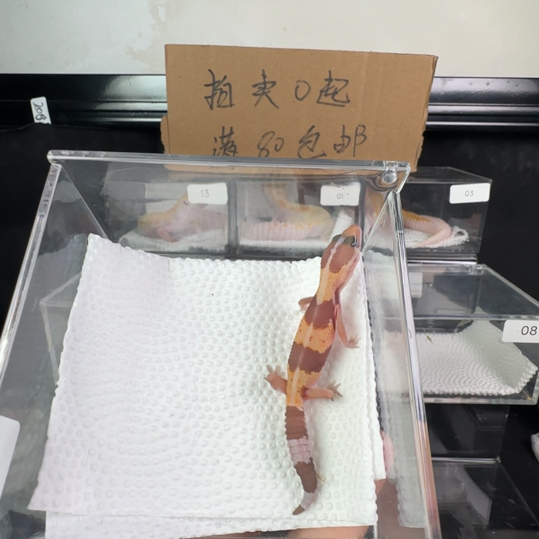豹纹守宫橘白弟弟