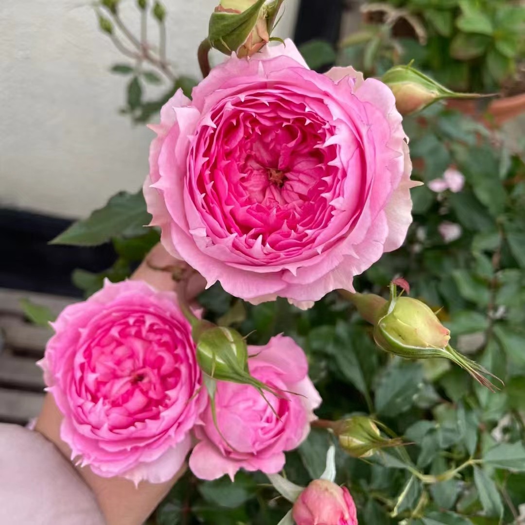 【3棵包邮】溶溶月 月季玫瑰 多季开花淡香紧凑直立型月季