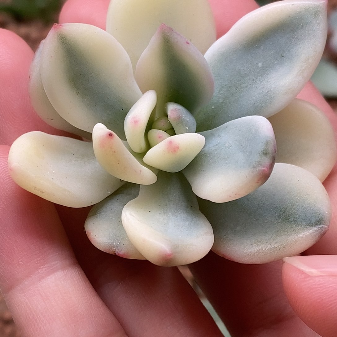 香槟锦一物一拍，