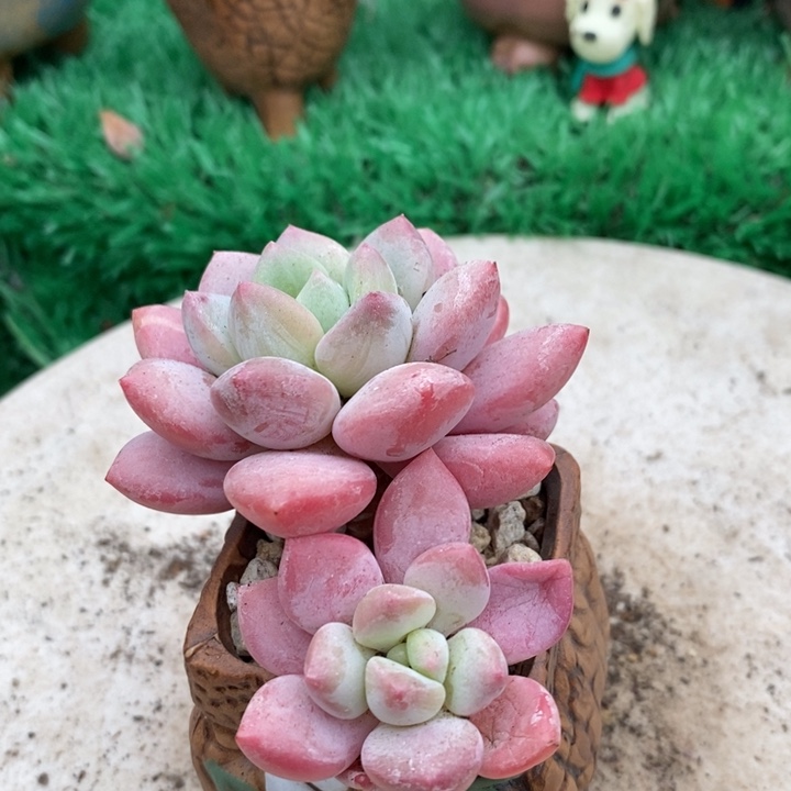 无名杂带盆土多肉