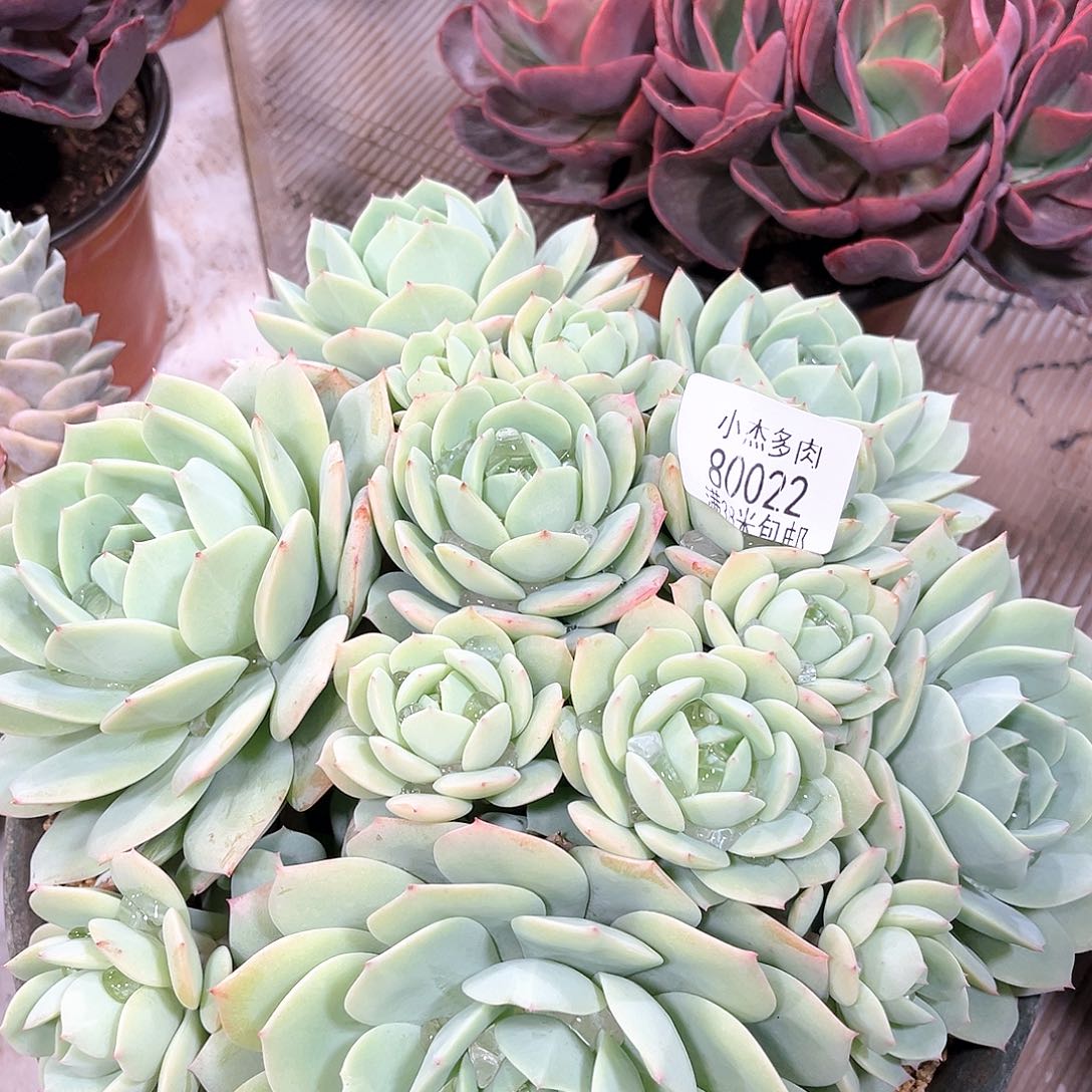 小杰恋曲群80022