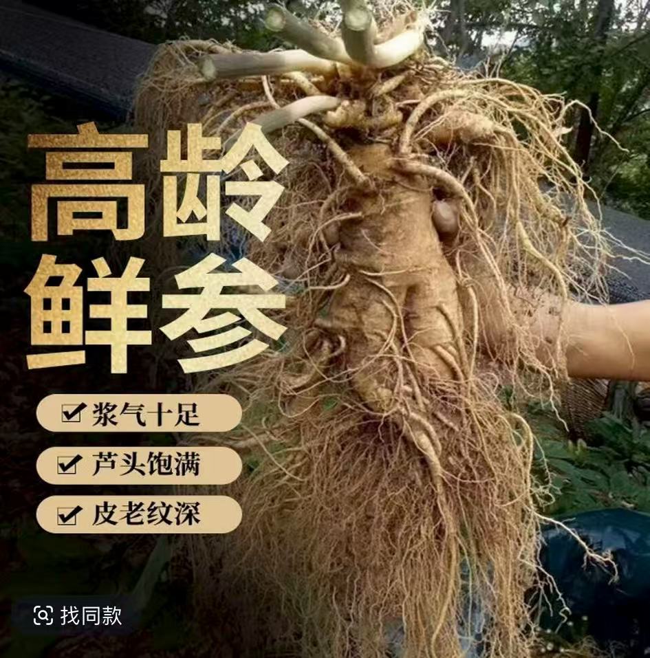 长白山正宗鲜人参高龄大参送礼泡酒产地直发