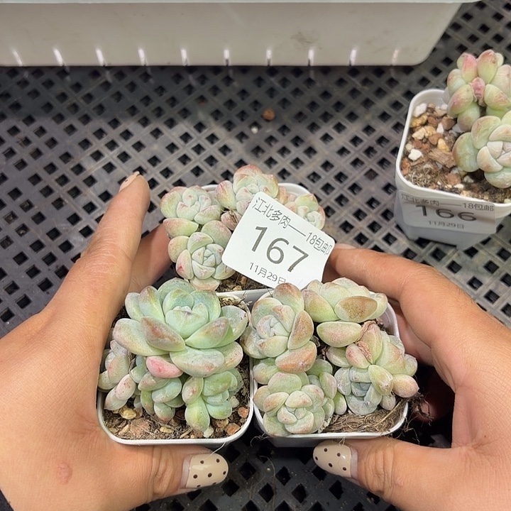 阿***露167 号到手1框一物一拍