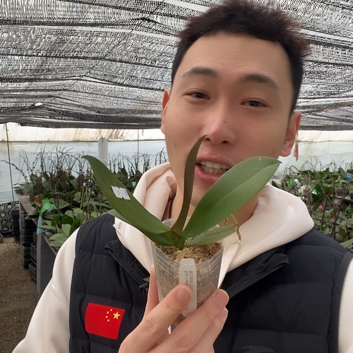 无花朵黑白郎君蝴蝶兰