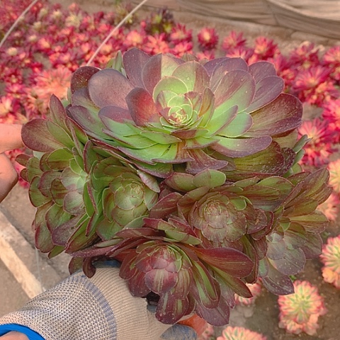 260花月夜多肉植物