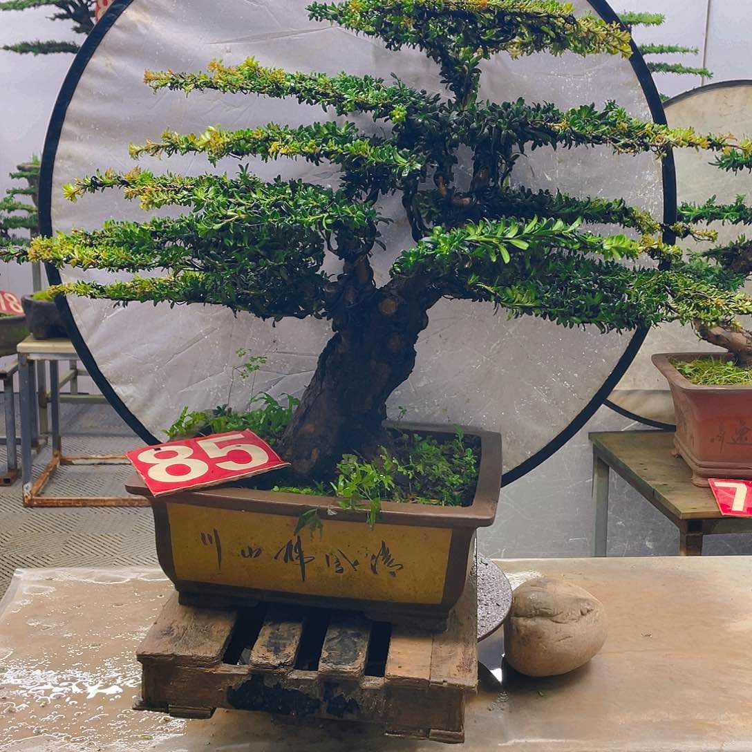 无花朵罗汉松红芽