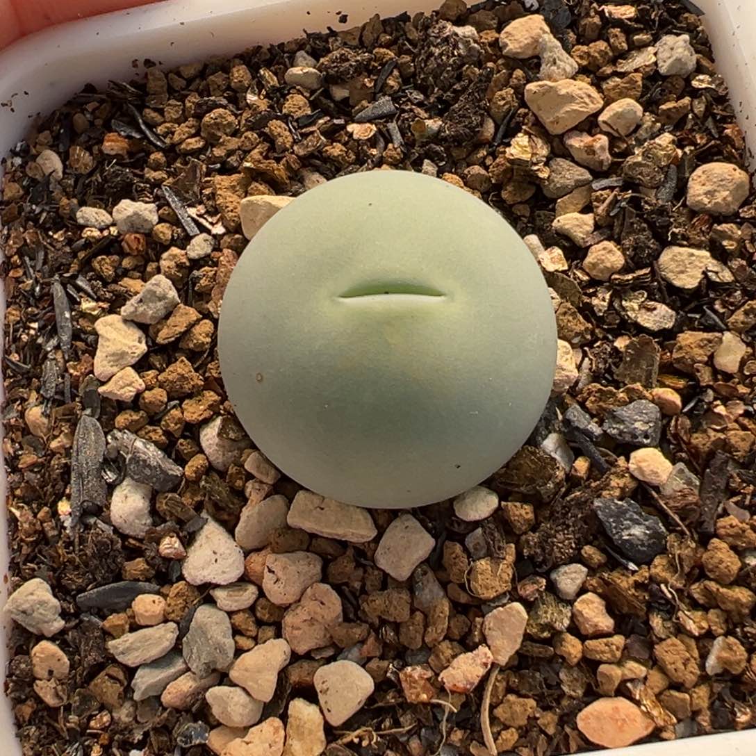 841多肉植物种类多样