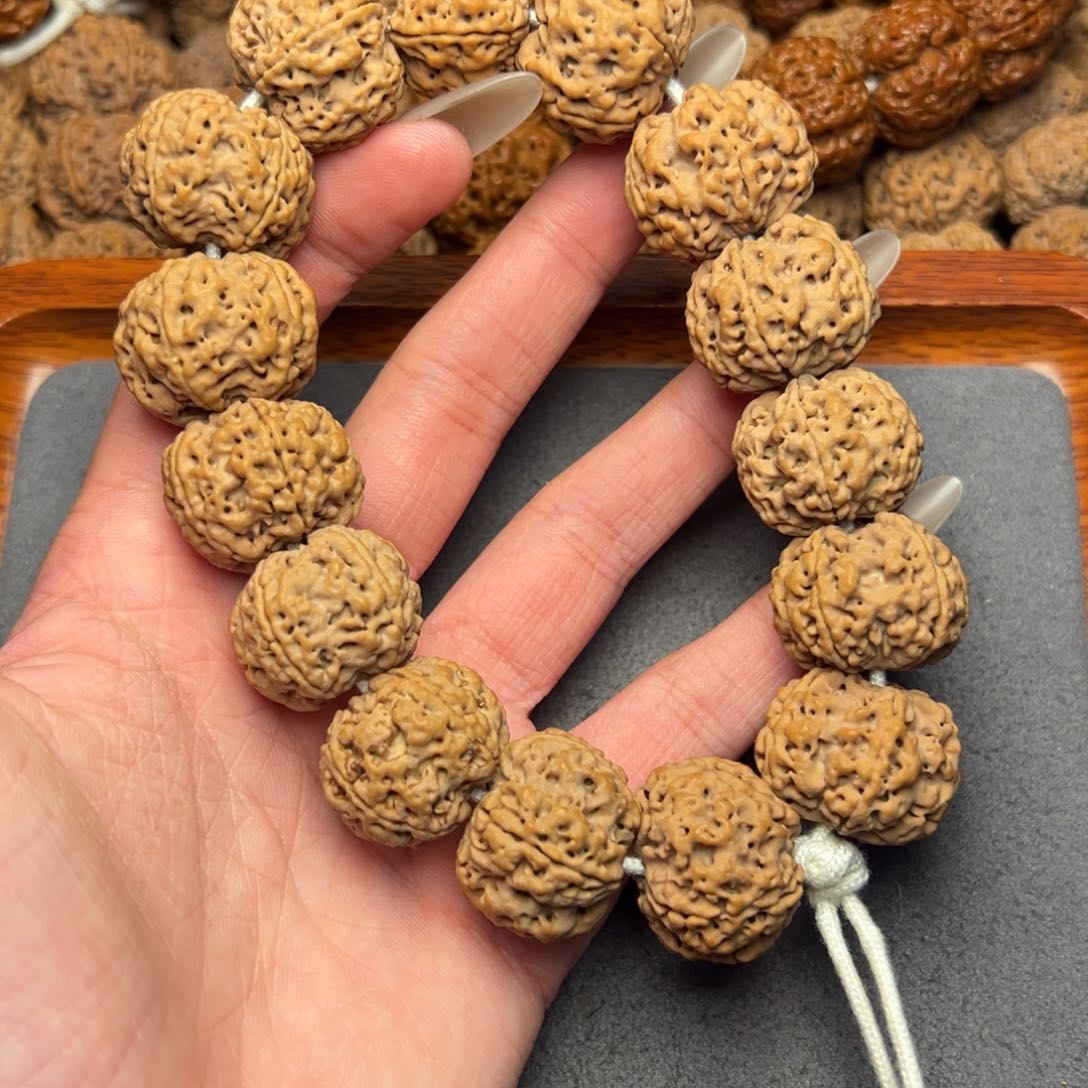 菩提21号尼泊尔大金刚23梅花