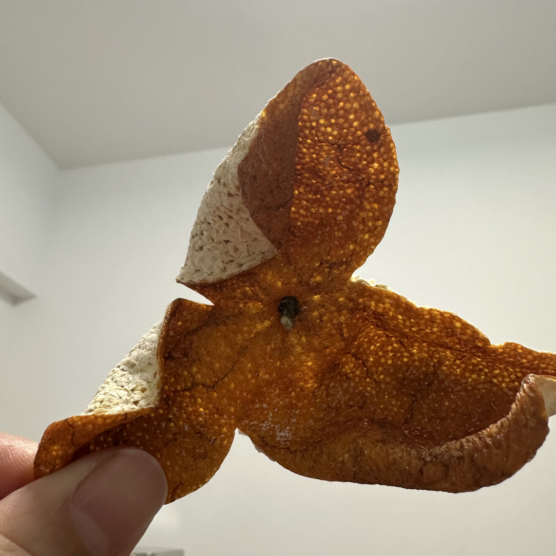 2025年东甲牛比围老树圈枝冬后大红新会陈皮