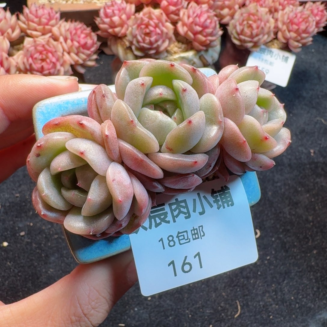 多肉植物  161  红色恋人