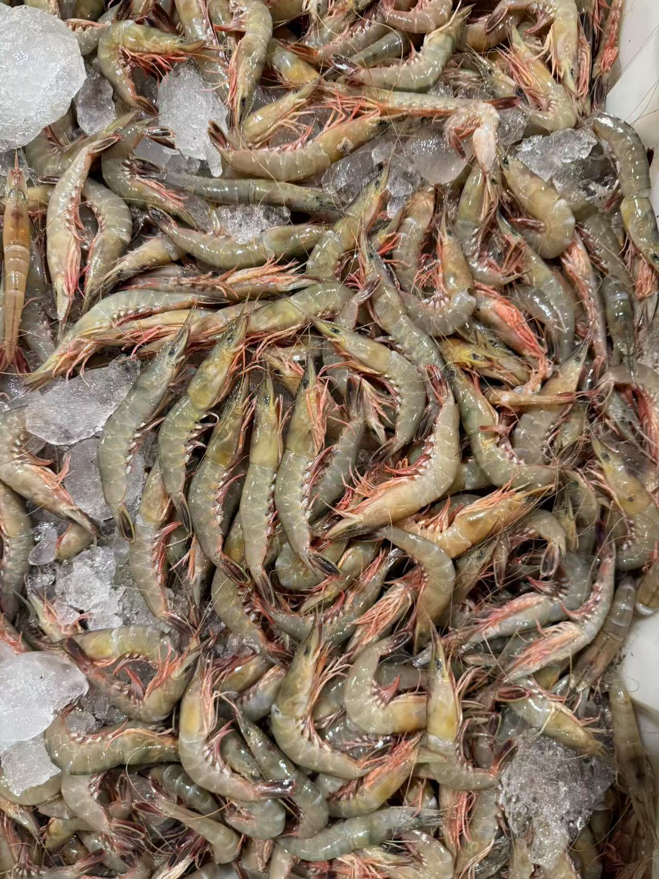 【东海野生滑皮虾3斤】滑皮虾鹰爪虾超低温锁鲜发货顺丰包邮