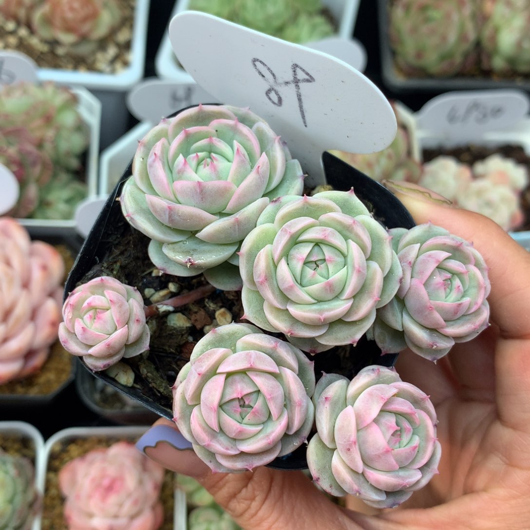 白芷珍妮6头群89