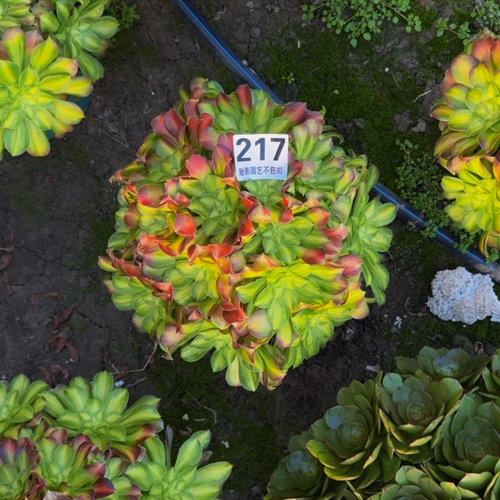 少华花27-19包邮花花