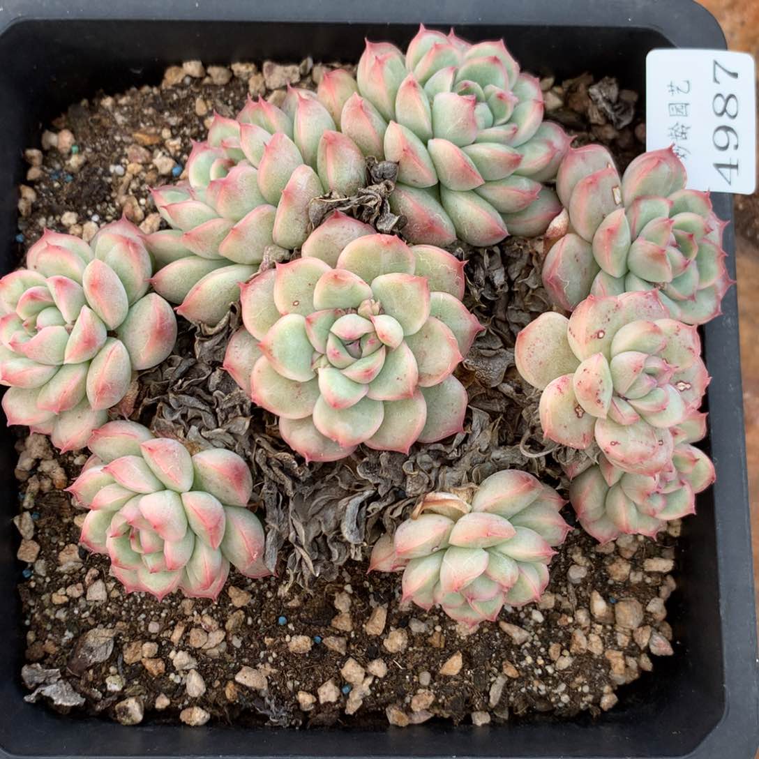 4987有叶伤杂交多肉植物