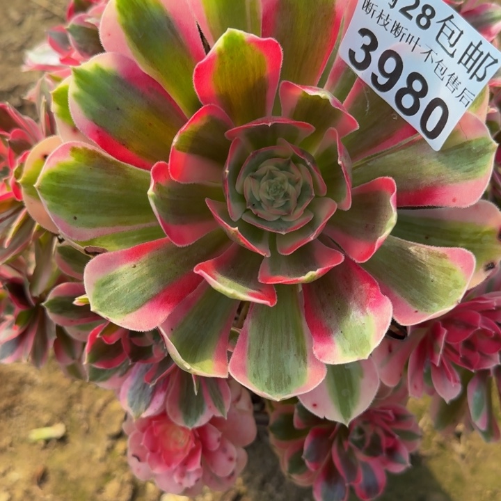 3980女郎不包断枝