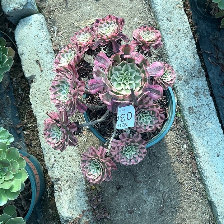 0366红铜白多肉植物