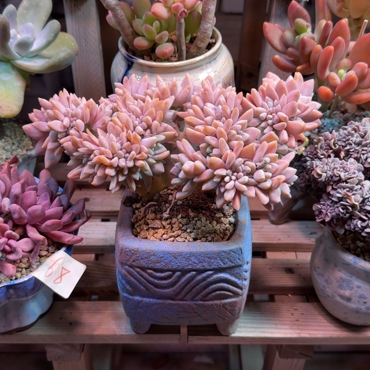 淡雪缀多肉植物tabujinjin