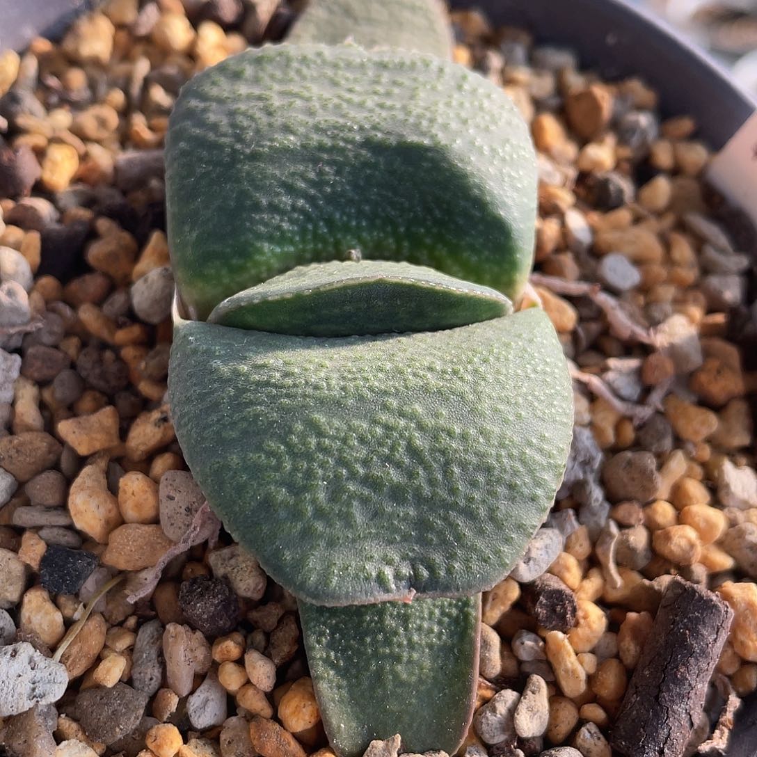 23脱土发货11111111