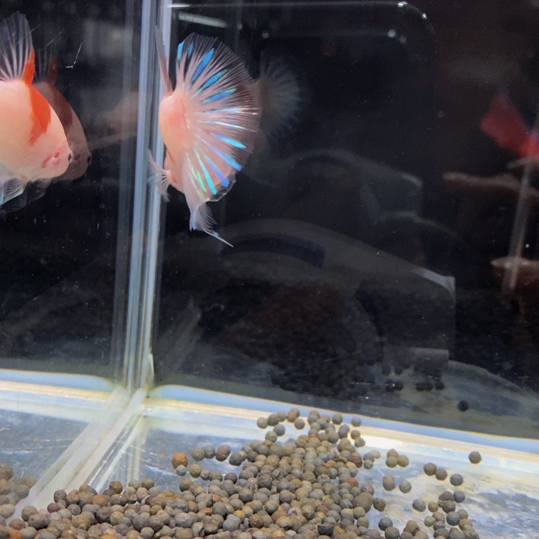 斗鱼247巨斗111111