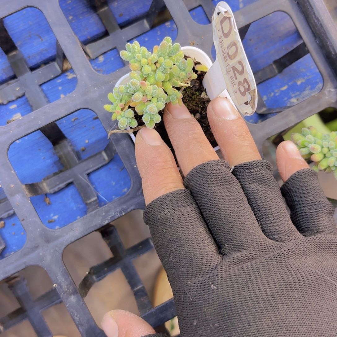 D028冰晶一物一拍