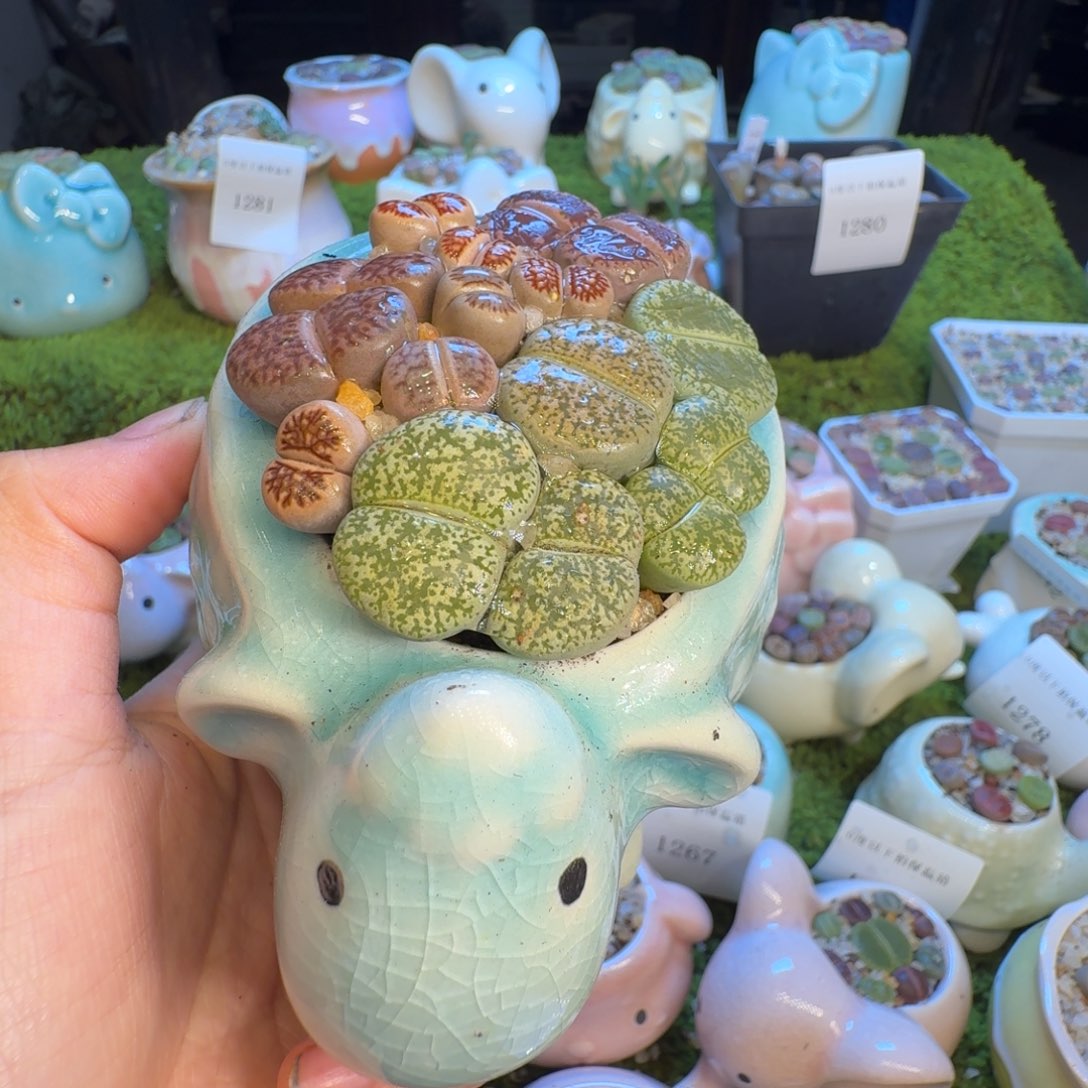 战***纸多肉开播福利冲1291