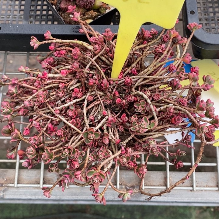 圣**?伯克利和格蕾纳等著名音乐