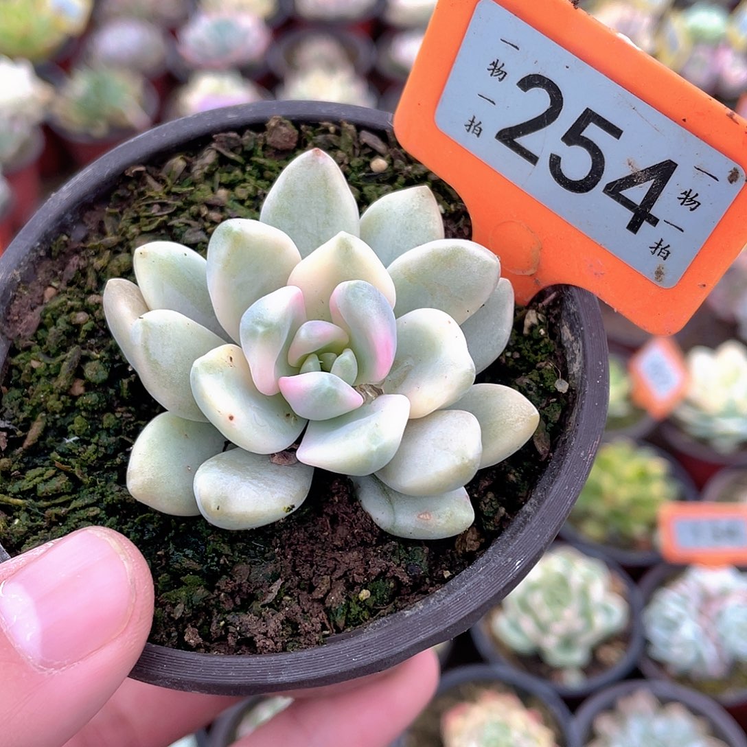 东美人锦254号多肉