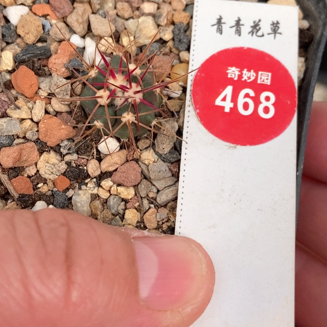 实生输入伟冠龙一颗