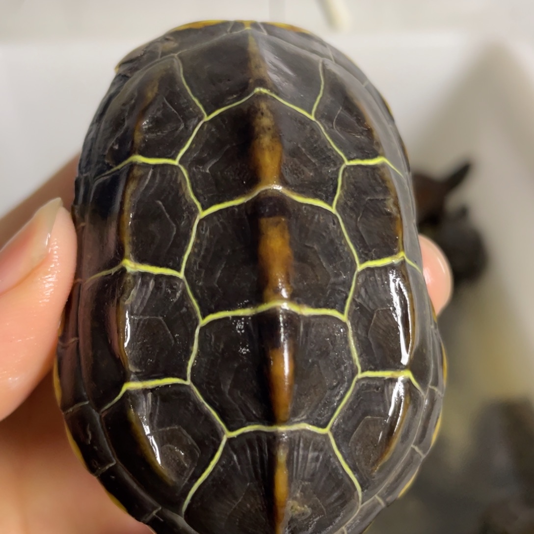 苏北金线冷水草龟