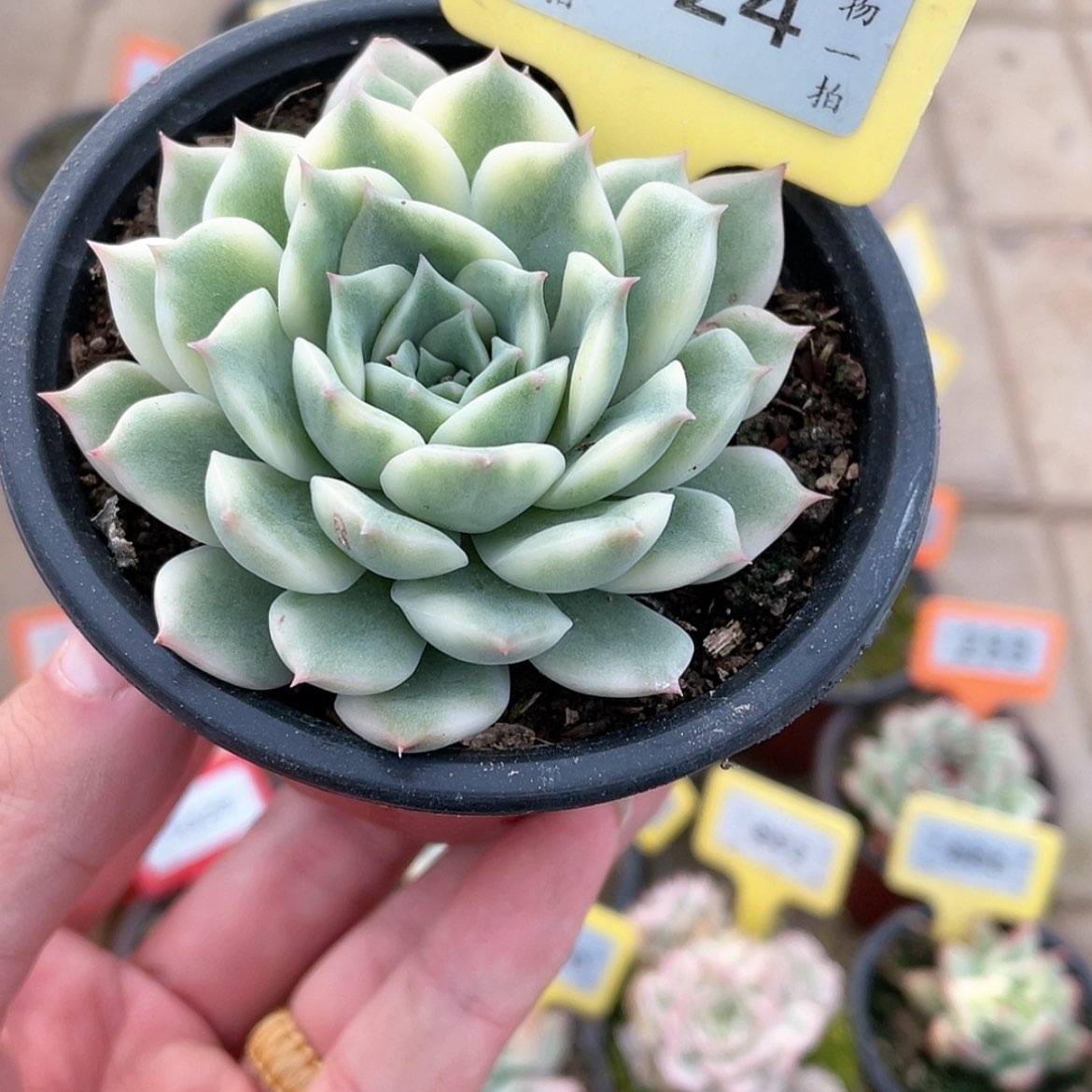 【闪购商品】824号