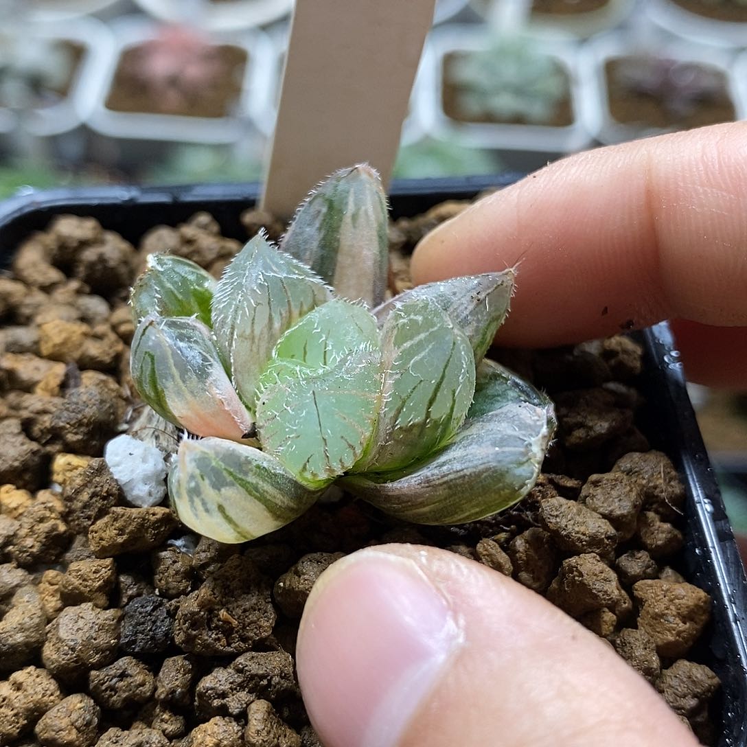 25努力比亚锦底座苗