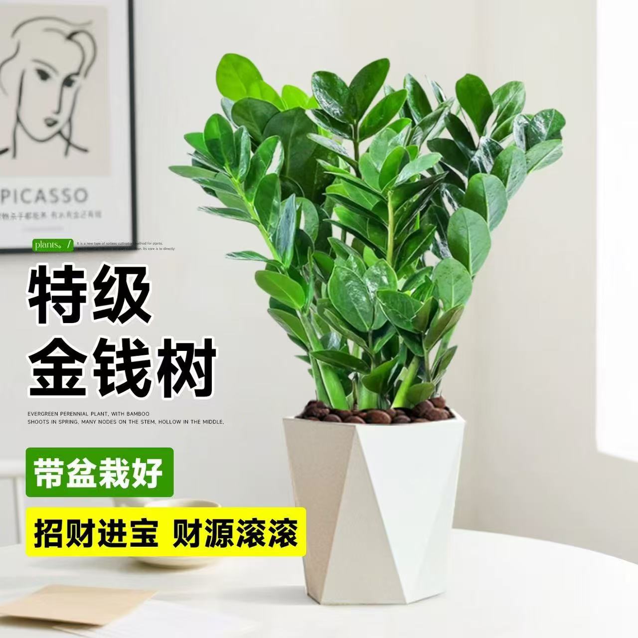 50-60cm金钱树配白色菱形盆盆栽室内好养易活四季常青绿植