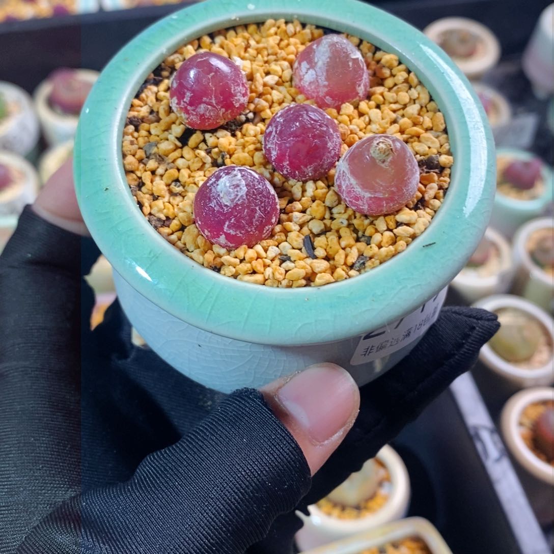 2719-一物一拍带盆