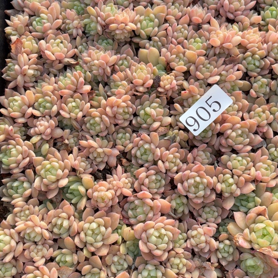 多肉植物多肉植物905