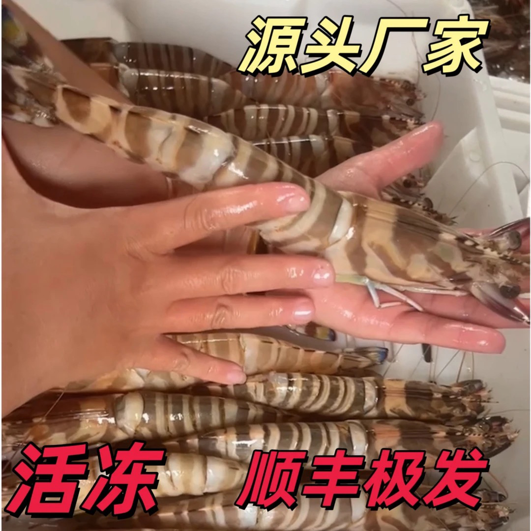 崇武本地野生九节虾 当天渔船上岸