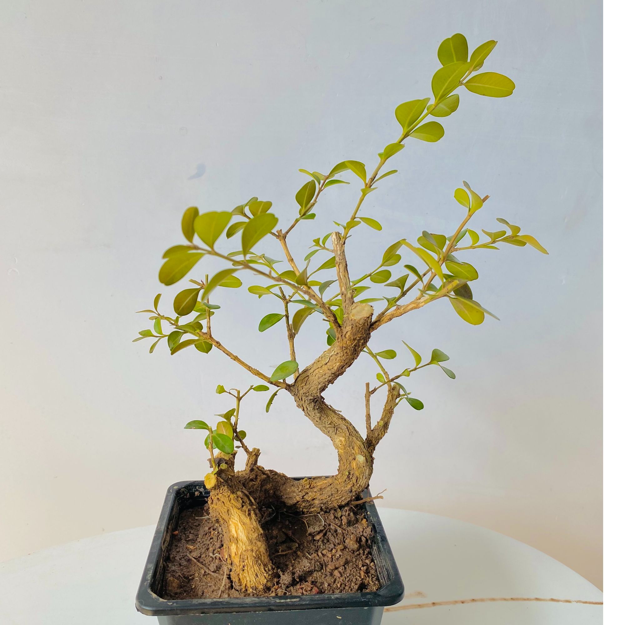 掌上盆景矮霸瓜子黄杨微型盆景四季常青耐寒耐旱花卉