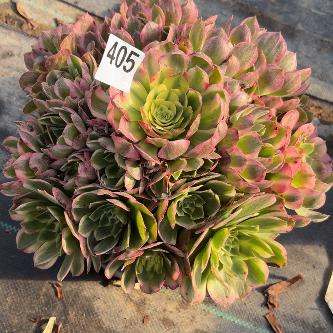 405海鲜多肉植物福利