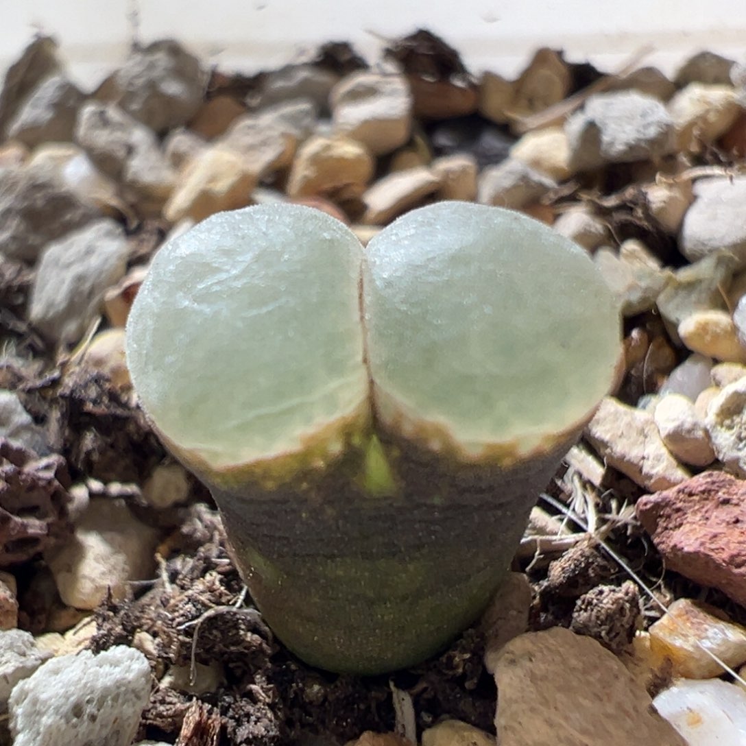 黑体白窗 小鼓窗 小尺寸06