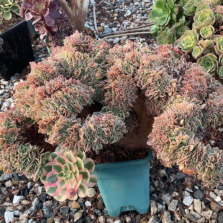 瑕疵女郎缀脱土发户大