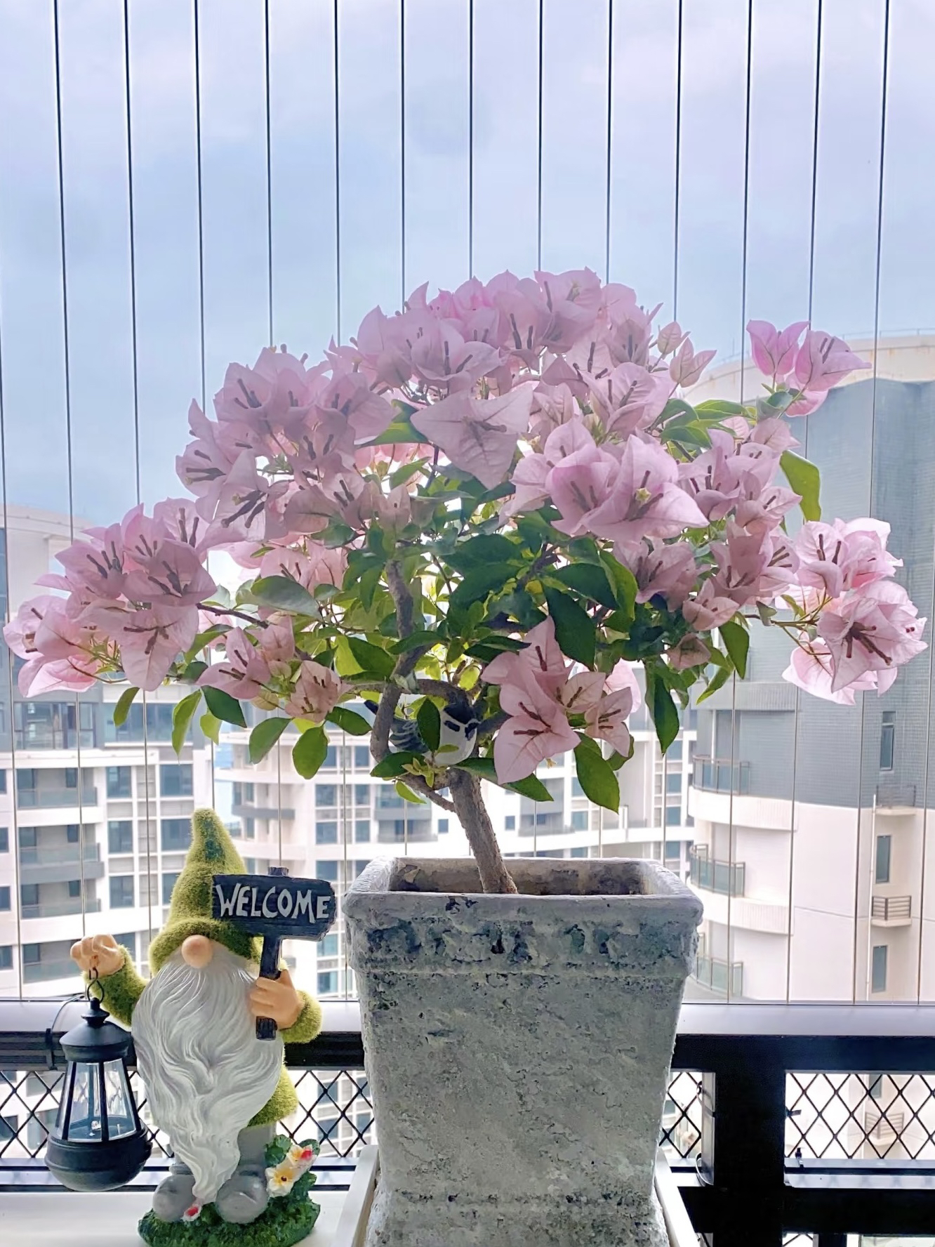【粉天使】三角梅 花卉盆栽绿植可飘窗爬藤垂吊新手小白好养