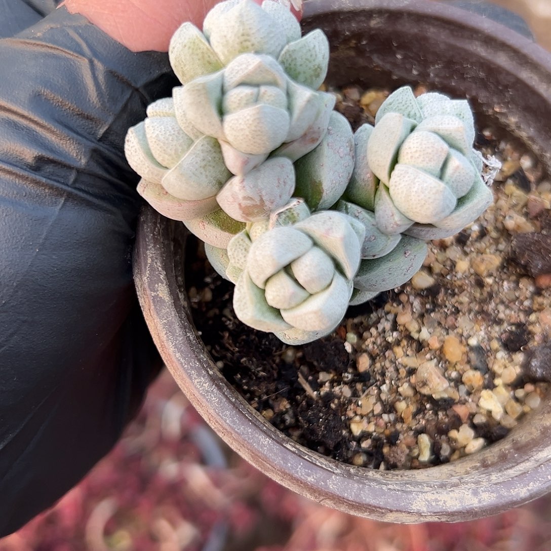 多肉植物多肉植物