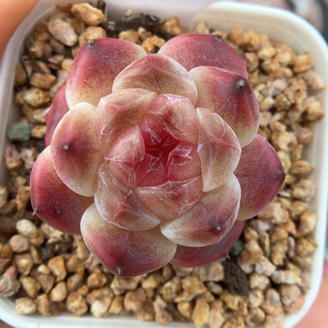 熊猫脸冰魄可拍908号