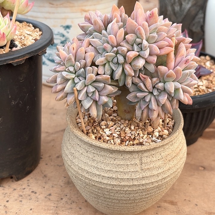 多肉植物，淡雪缀