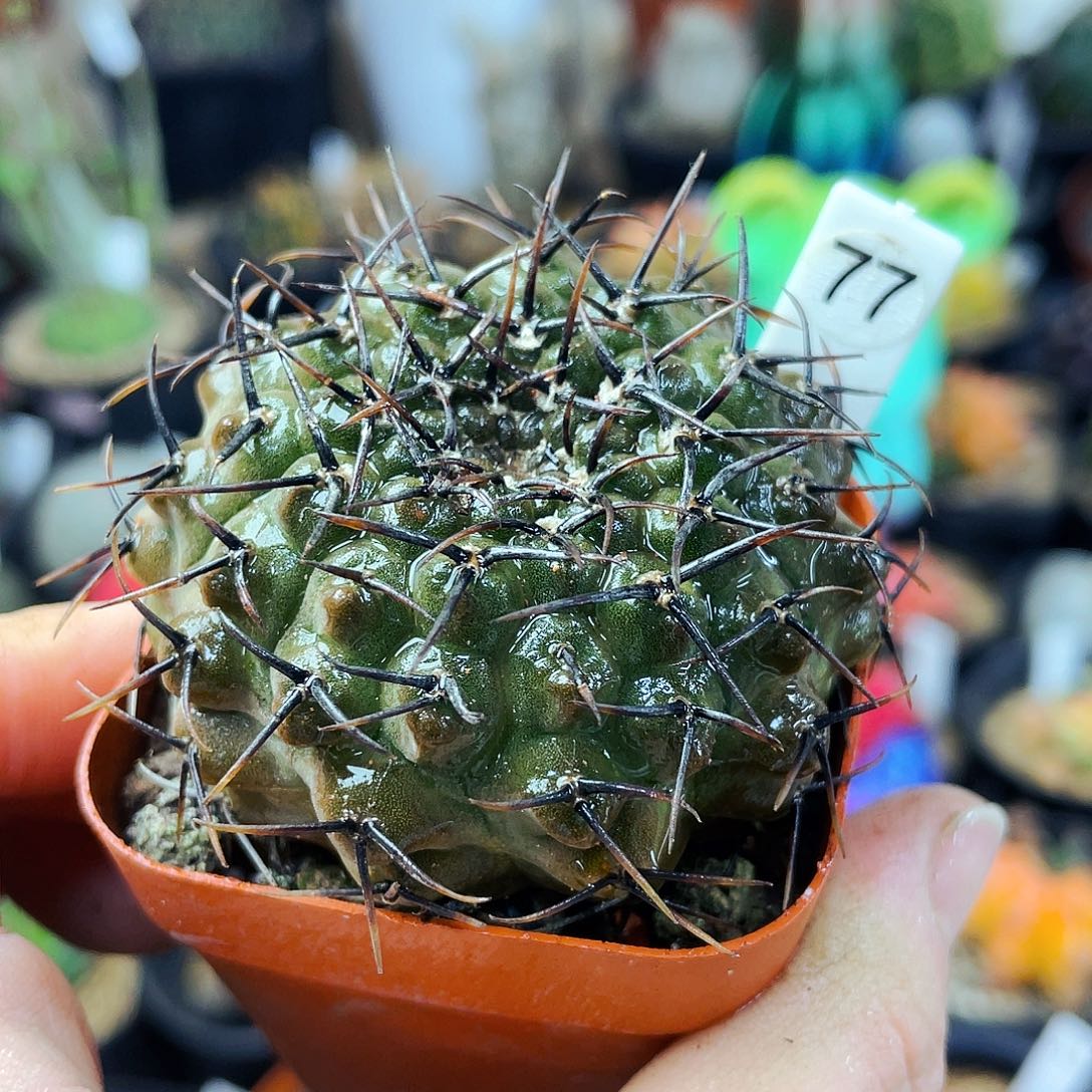 非偏远地区满25包邮仙人球