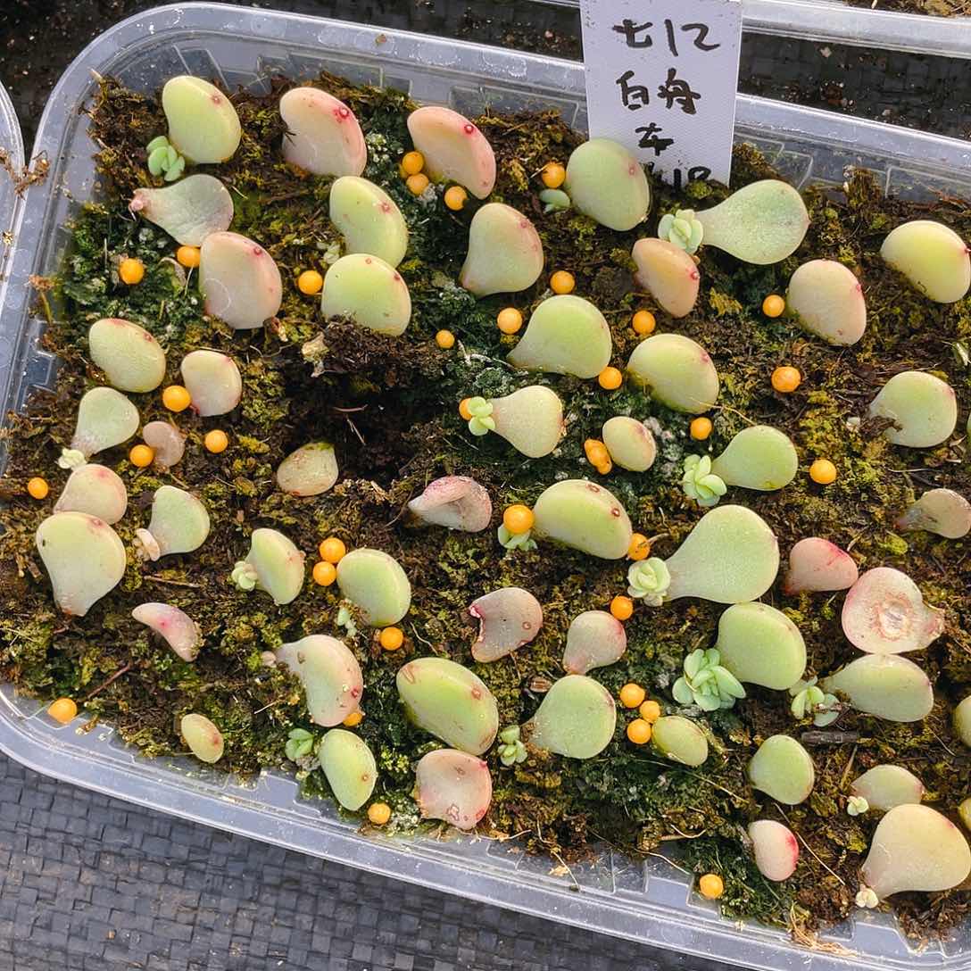 舟舟t12 芝麻苗一个满25包邮