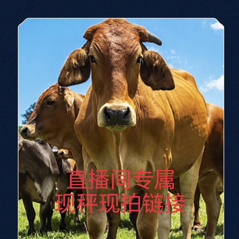 (直播间现拍改价链接)贵州高山放养新鲜黄膘牛肉现宰现发顺丰包邮