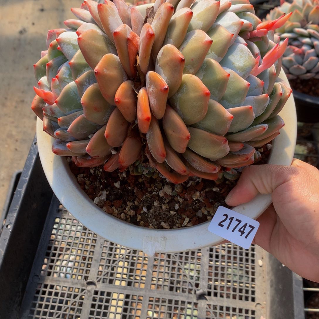 21747双嗯嗯不错了……不